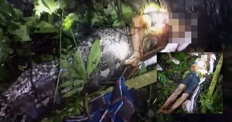 ثعبان ضخم يبتلع شاب بالكامل في إندونيسيا والأهالي يستخرجون الجثة من معدته